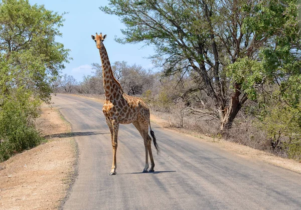 Giraf in kruger park — Stockfoto