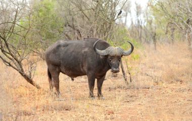 Büyük erkek cape buffalo
