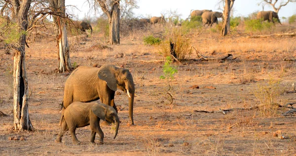 Madre e bambino elefante a piedi — Foto Stock