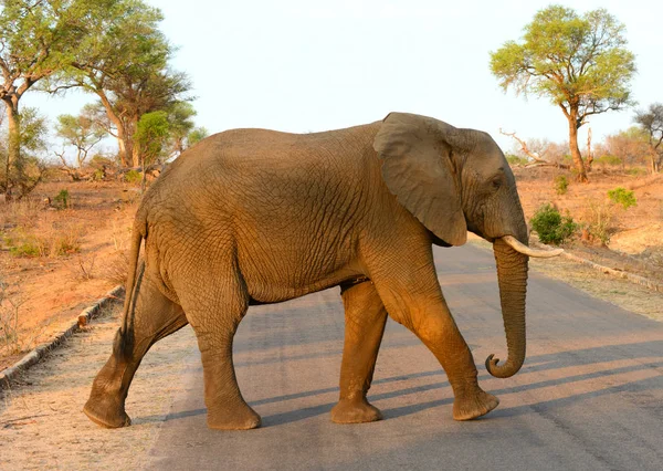 Olifant lopen over de weg — Stockfoto
