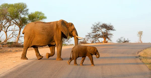 Olifanten lopen over de weg — Stockfoto
