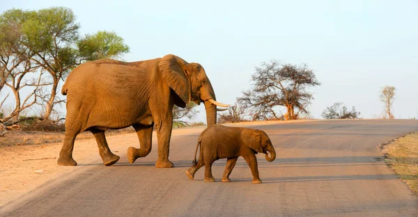 道路の上を歩くゾウ — ストック写真