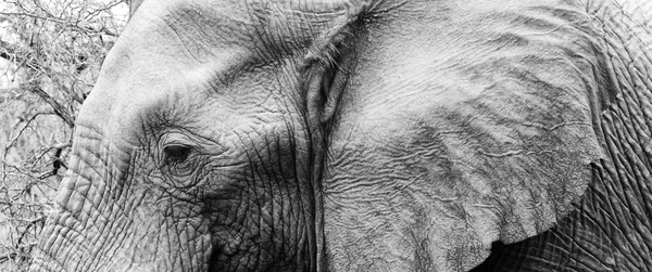 Tête d'éléphant noir et blanc — Photo