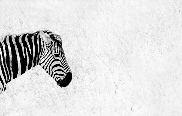 Зебра голова и шея — стоковое фото