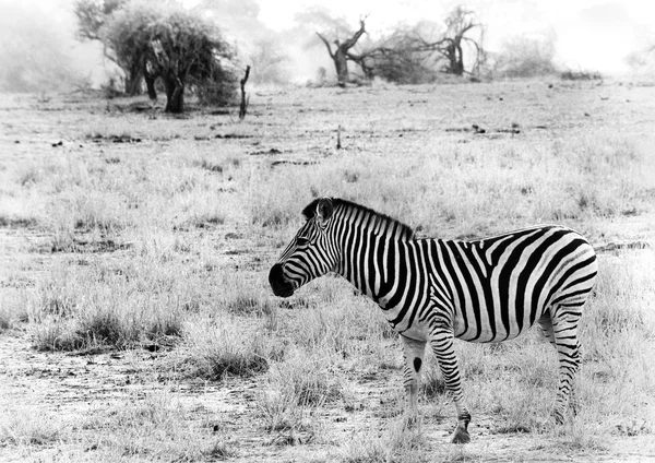 Schwarz-weißes Zebra — Stockfoto