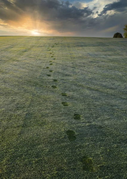 Empreintes Pas Dans Herbe Couverte Rosée Sur Parcours Golf Fairway — Photo