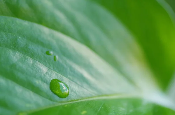 Agua de agua en una planta var.