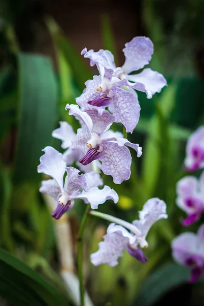 Świeży kwiat orchidei w ogrodzie botanicznym. — Zdjęcie stockowe