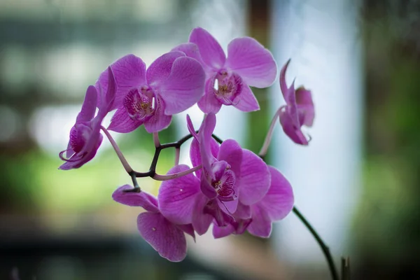 Storczyk phalaenopsis różowy kwiat w ogrodzie botanicznym. — Zdjęcie stockowe