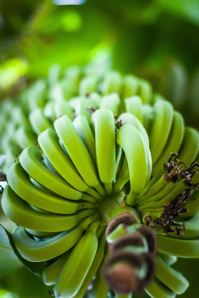 Wiązka bananów w roślin zielonych bananów. — Zdjęcie stockowe