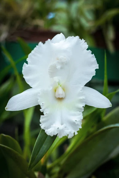Biały kwiat orchidei w ogrodzie botanicznym. — Zdjęcie stockowe
