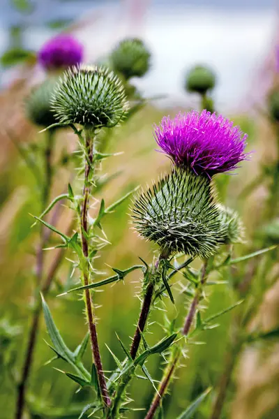 Thistle buds and flowers on a summer field. — Stock Photo, Image