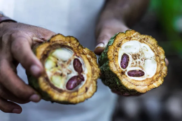 Frutas frescas de cacau nas mãos dos agricultores . — Fotografia de Stock