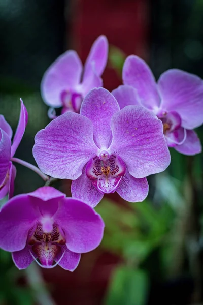 Kwiat Pink Orchidea. Orhidea Phalenopsis — Zdjęcie stockowe