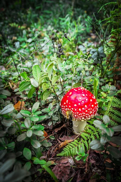 Μανιτάρια Amanita muscaria ή μύγα Αγαρικό (fly ΑΜΑΝΙΤΑ) στο ξύλο — Φωτογραφία Αρχείου