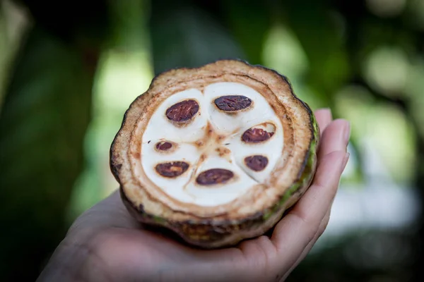 Fruta de cacau fresca em uma mão. Fecha. Corte de cacau cru na plantação do Sri Lanka — Fotografia de Stock