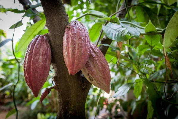 Drzewo kakao (Theobroma cacao). Organiczne strąki owoców kakaowych w naturze. — Zdjęcie stockowe
