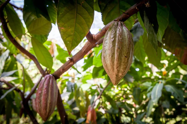 Cacau (Theobroma cacao). Cacau orgânico vagens de frutas na natureza. — Fotografia de Stock