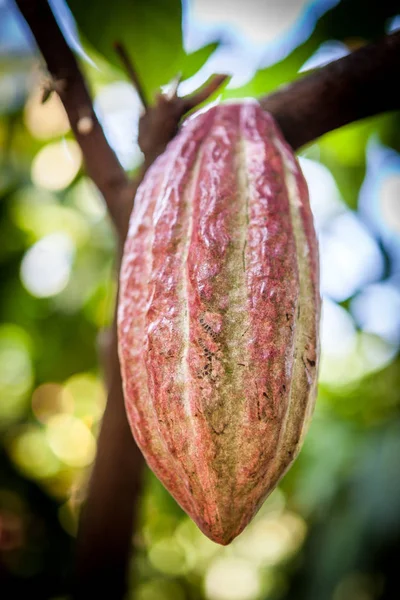 Albero di cacao (Theobroma cacao). Cialde di cacao biologico in natura. — Foto Stock