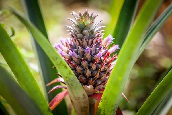 Fruta tropical de abacaxi vermelho que cresce em uma natureza. Plantação e exploração de ananases . — Fotografia de Stock