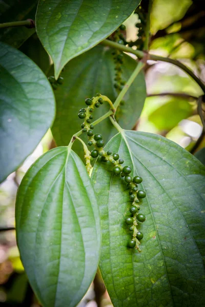 Frescos granos de pimienta verde de pimienta negra con hoja sobre un fondo natural — Foto de Stock