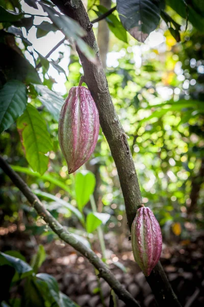 카카오 나무 (Theobroma caao). 천연 코코아 열매 꼬투리. — 스톡 사진