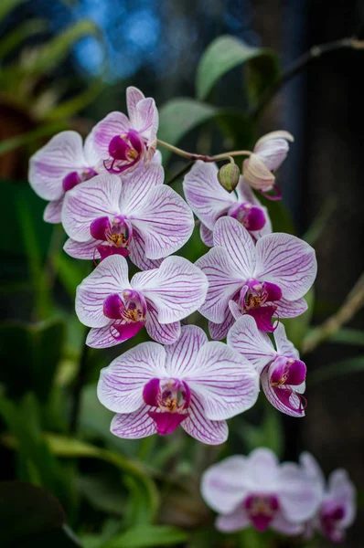 Świeży kwiat orchidei w tle ogród — Zdjęcie stockowe