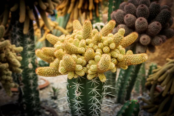 Cactus y suculenta en Nong Nooch Pattaya jardín parque, Tailandia —  Fotos de Stock