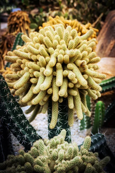 Kaktus och saftig på Nong Nooch Pattaya trädgårdspark, Thailand — Stockfoto