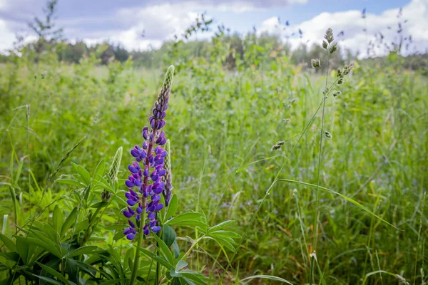 Kvetoucí divoké Lupine zasadit květiny v letní Les - Lupinus polyphyllus - zahrada nebo krmiva. — Stock fotografie