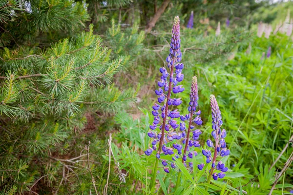 Blühende wilde Lupinenblüten im Sommerwald - Lupinus polyphyllus - Garten- oder Futterpflanze. — Stockfoto