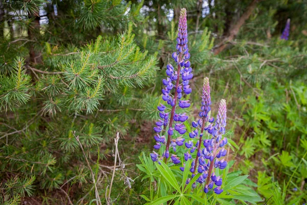 Fioritura di fiori di lupino selvatico in una foresta estiva - Lupinus polyphyllus - pianta da giardino o da foraggio . — Foto Stock