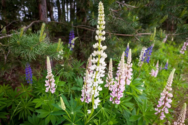 Blühende wilde Lupinenblüten im Sommerwald - Lupinus polyphyllus - Garten- oder Futterpflanze. — Stockfoto