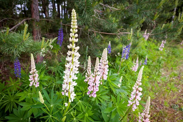 Fioritura di fiori di lupino selvatico in una foresta estiva - Lupinus polyphyllus - pianta da giardino o da foraggio . — Foto Stock