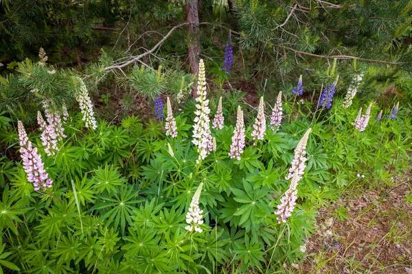 Florescer Flores de tremoço silvestre em uma floresta de verão - Lupinus polyphyllus - planta de jardim ou forragem . — Fotografia de Stock