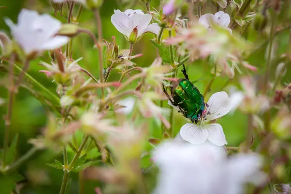 Aranyos rózsabogár vagy egy virág virág mező zöld Peremvédő bogár. — Stock Fotó