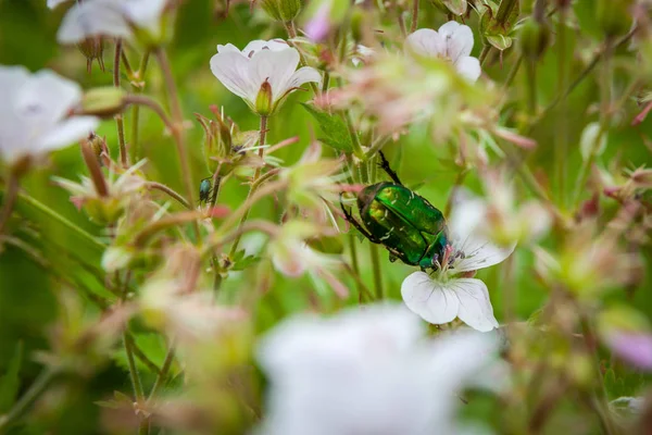 Ceronia złotawy lub Green włoka beetle na pole kwiat kwiaty. — Zdjęcie stockowe