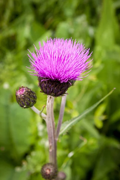 Thistle buds and flowers on a summer field. Thistle plant is the symbol of Scotland.