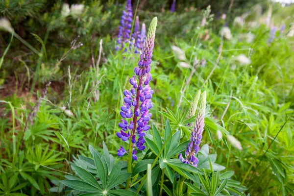 Florecimiento de flores de Lupina silvestre en un bosque de verano - Lupinus polyphyllus - jardín o planta forrajera . —  Fotos de Stock