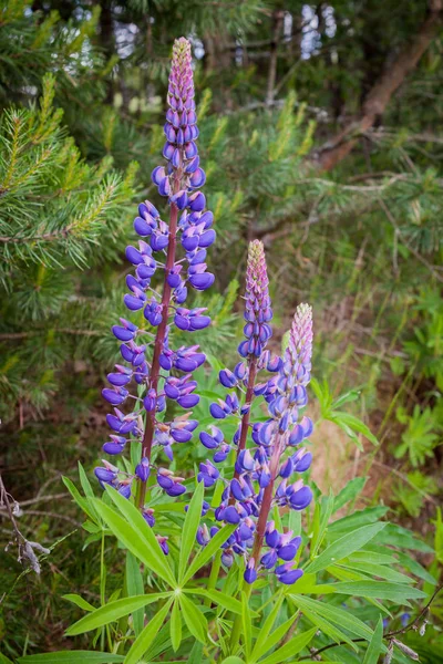 Blühende wilde Lupinenblüten im Sommerwald - Lupinus polyphyllus - Garten- oder Futterpflanze. — Stockfoto