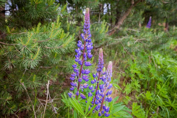 Fioritura di fiori di lupino selvatico in una foresta estiva - Lupinus polyphyllus - pianta da giardino o da foraggio . — Foto Stock