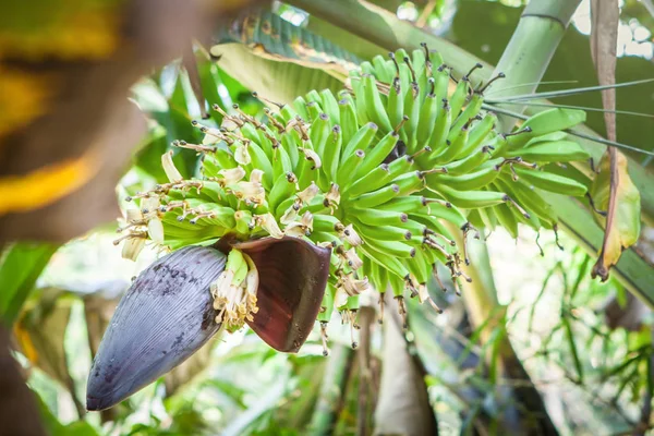 Wild banana tree plantation in Sri Lanka, view from below — Stock Photo, Image