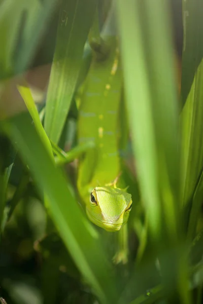 Zöld gyík a fűben. Szép closeup állati hüllő a természet vadon élő állatok élőhelye, Sinharaja, Sri Lanka-ben — Stock Fotó