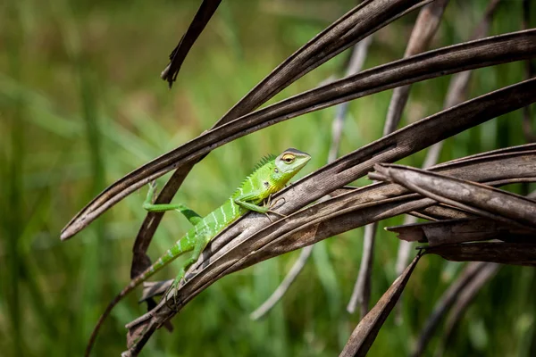 Zöld gyík a fűben, nyugodt. Szép closeup állati hüllő a természet vadon élő állatok élőhelye, Sinharaja, Sri Lanka-ben — Stock Fotó