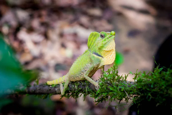 Zielony jaszczurka na drzewie. Piękny zbliżenie zwierzęta reptile w natura wildlife habitat, Sinharaja, Sri Lanka — Zdjęcie stockowe