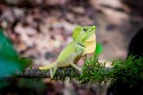 Zöld gyík a fán. Szép closeup állati hüllő a természet vadon élő állatok élőhelye, Sinharaja, Sri Lanka-ben — Stock Fotó