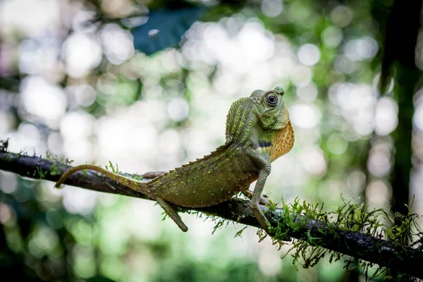 Zielony jaszczurka na drzewie. Piękny zbliżenie zwierzęta reptile w natura wildlife habitat, Sinharaja, Sri Lanka — Zdjęcie stockowe