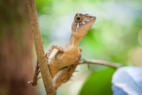 Kis gyík a fán. Szép closeup állati hüllő szem a természet vadon élő állatok élőhelye, Sinharaja, Sri Lanka — Stock Fotó