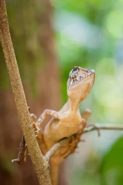 Kis gyík a fán. Szép closeup állati hüllő szem a természet vadon élő állatok élőhelye, Sinharaja, Sri Lanka — Stock Fotó