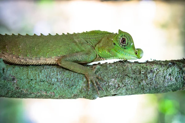 Zöld gyík a fán. Szép closeup állati hüllő a természet vadon élő állatok élőhelye, Sinharaja, Sri Lanka-ben — Stock Fotó